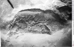Historisches Foto von Diogenidae indet. (NHMW-AFW-GEO-BACHMAYER-FOTO-1990-0041-1674b)